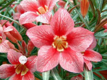(image for) Adenium Obesum \'Star of Network\' x 5 Seeds